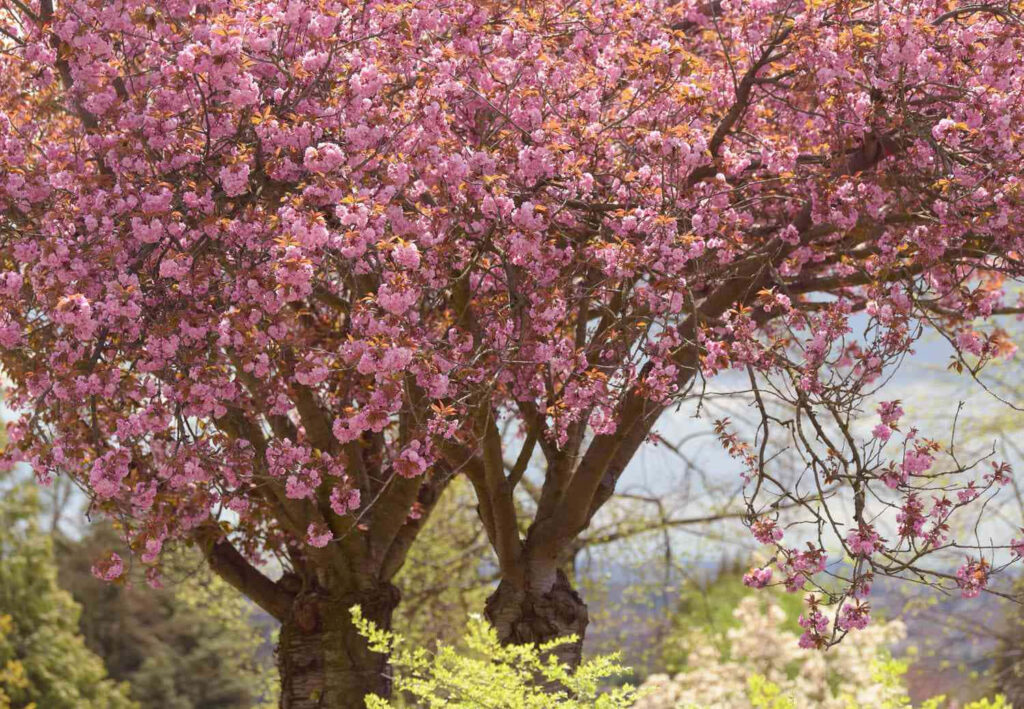 Vibrant Pink Flower Tree Wallpaper: Spring Garden Tranquility