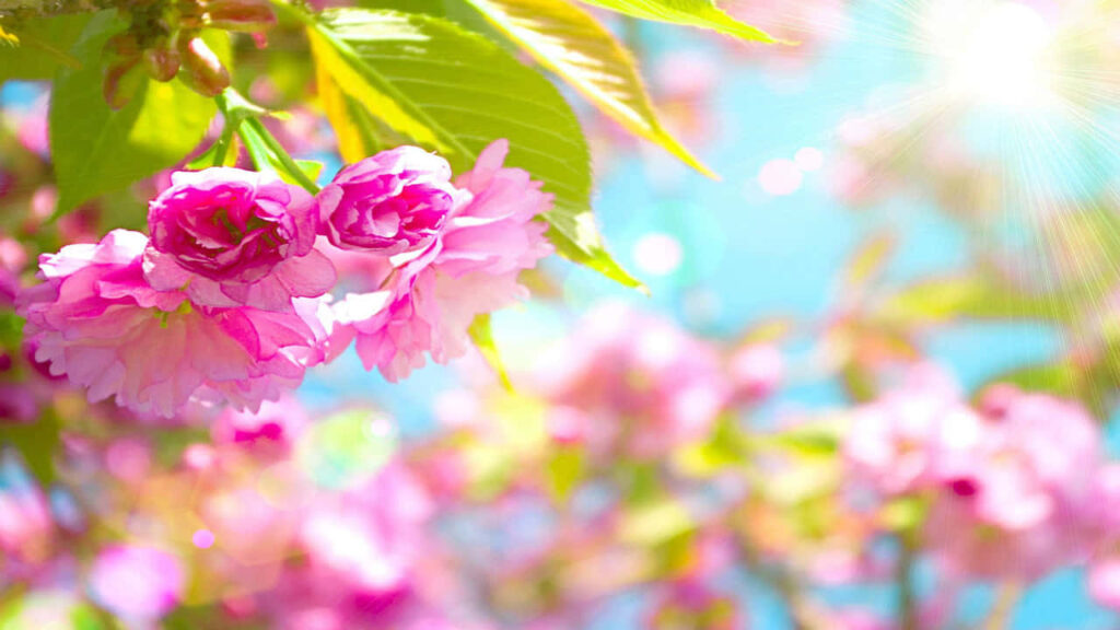 Vibrant Pink Flower Wallpaper with Sunny Background & Dreamy Glow