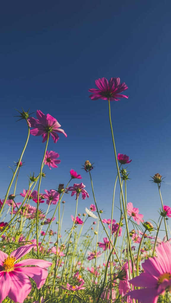 Vibrant Pink Flowers Against Clear Blue Sky - Tranquil Nature Wallpaper