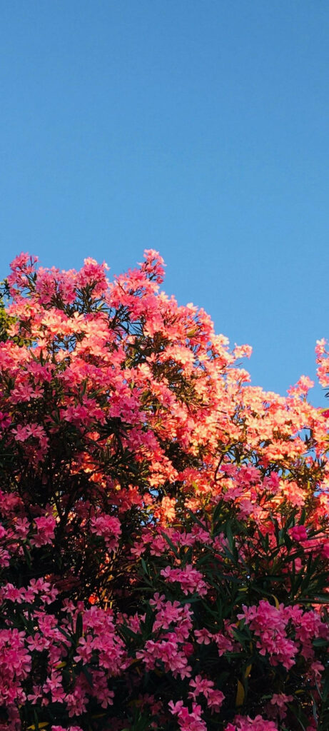 Vibrant Pink Flower Wallpaper Against Clear Blue Sky – Refreshing Background