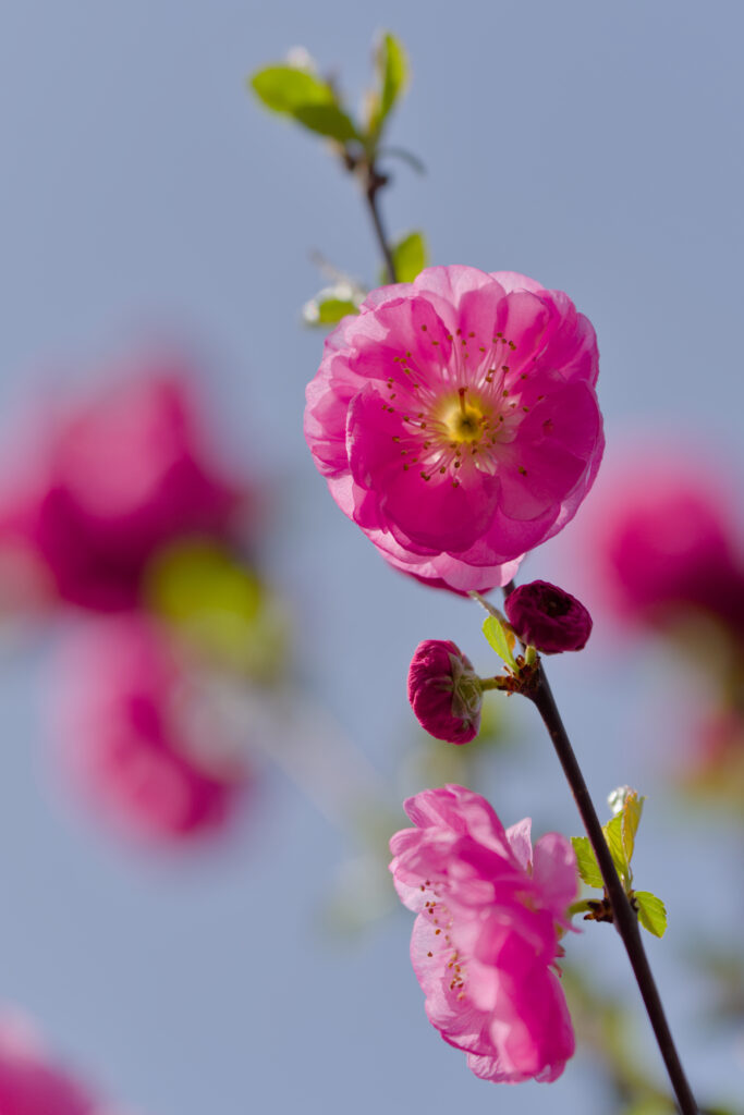 Vibrant Pink Flower Wallpaper: Spring's Beauty Against Blue Sky