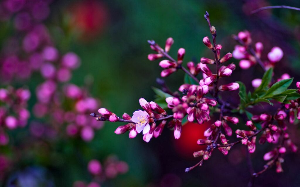 Vibrant Pink Flower Wallpaper: Soft Shades & Natural Aesthetic