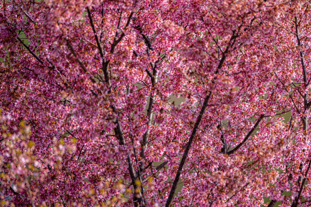 Vibrant Pink Floral Wallpaper: Spring Blossoming Branches Background