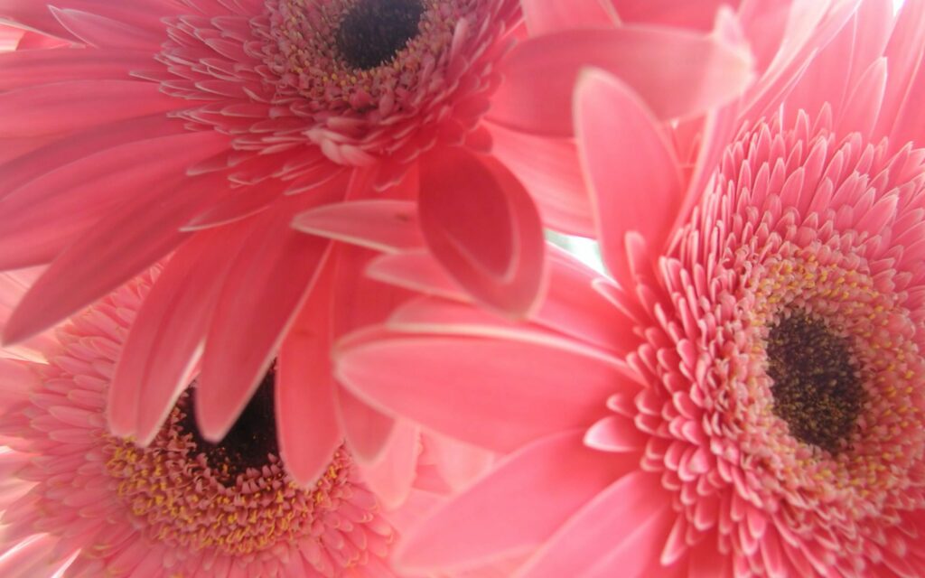 Vibrant Pink Flower Wallpaper Background in Soft Light