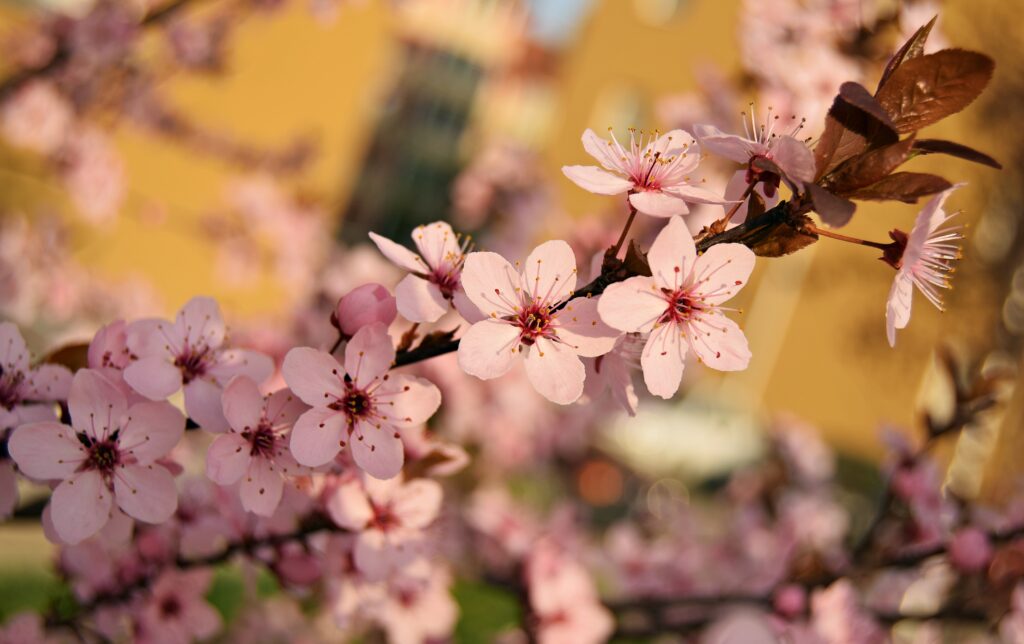 Pink Flower Wallpaper: Close-Up Spring Blossoms on Soft Background