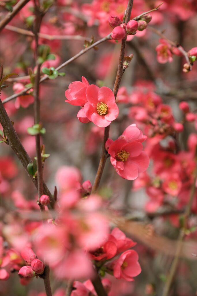 Vibrant Pink Flower Wallpaper: Close-Up Springtime Bloom Background