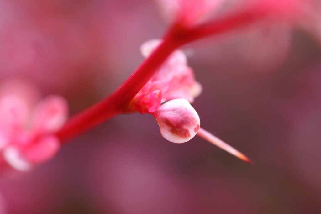 Vibrant Pink Flower Wallpaper: Delicate Petals & Blurred Background