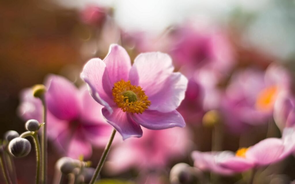 Vibrant Pink Flower Wallpaper: Sunlit Field Close-Up Background