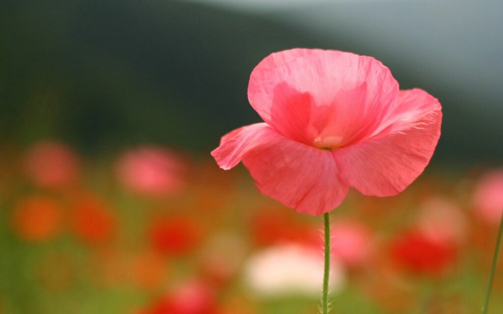 Vibrant Pink Flower on Green Stem - Colorful Field Wallpaper