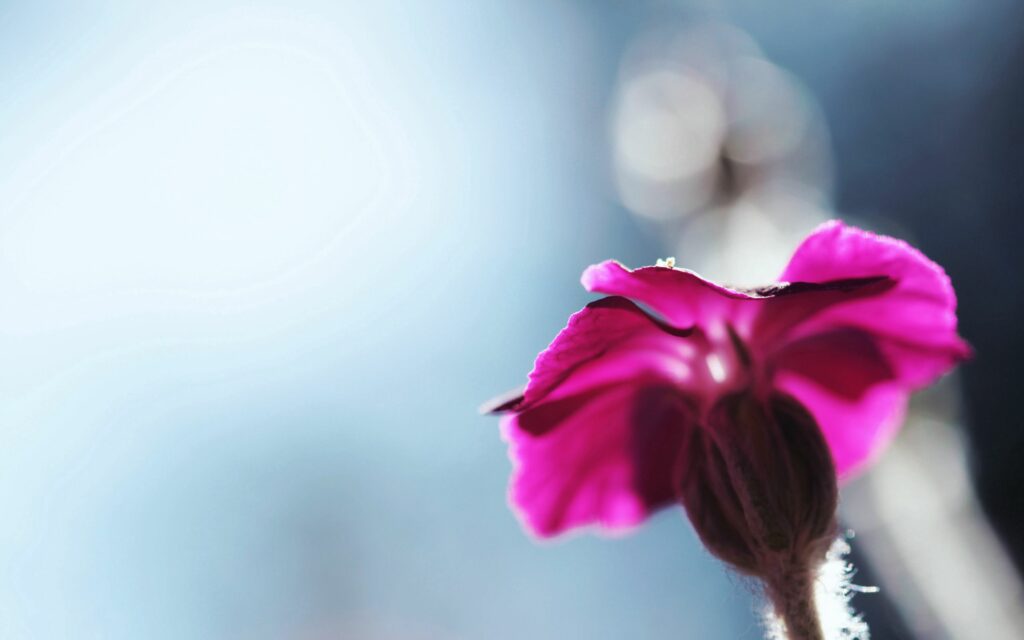 Vibrant Pink Flower in Focus - Soft Wallpaper Background