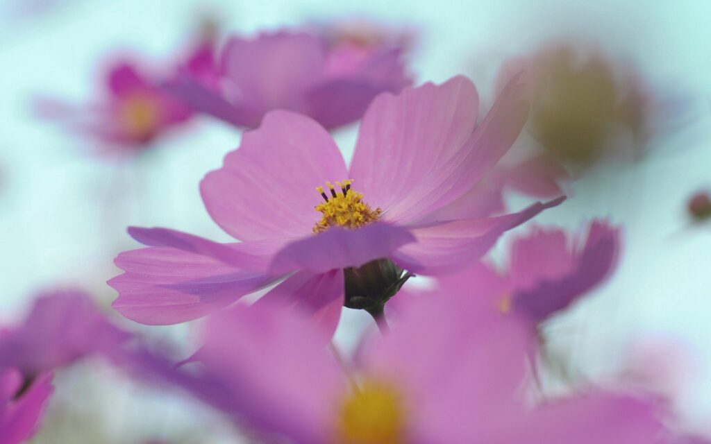 Dreamy Pink Flower Wallpaper: Soft Focus Floral Background