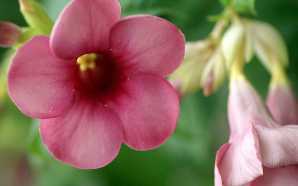 Vibrant Floral Wallpaper: Close-Up of Pink Flowers and Green Leaves