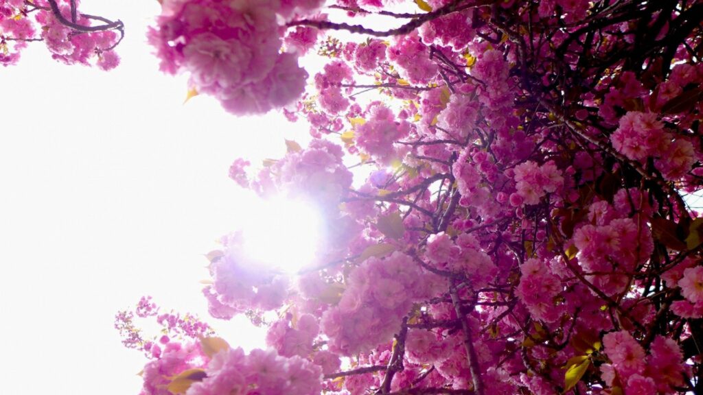 Vibrant pink flowers in full bloom on delicate branches with sunlit sky spring wallpaper background