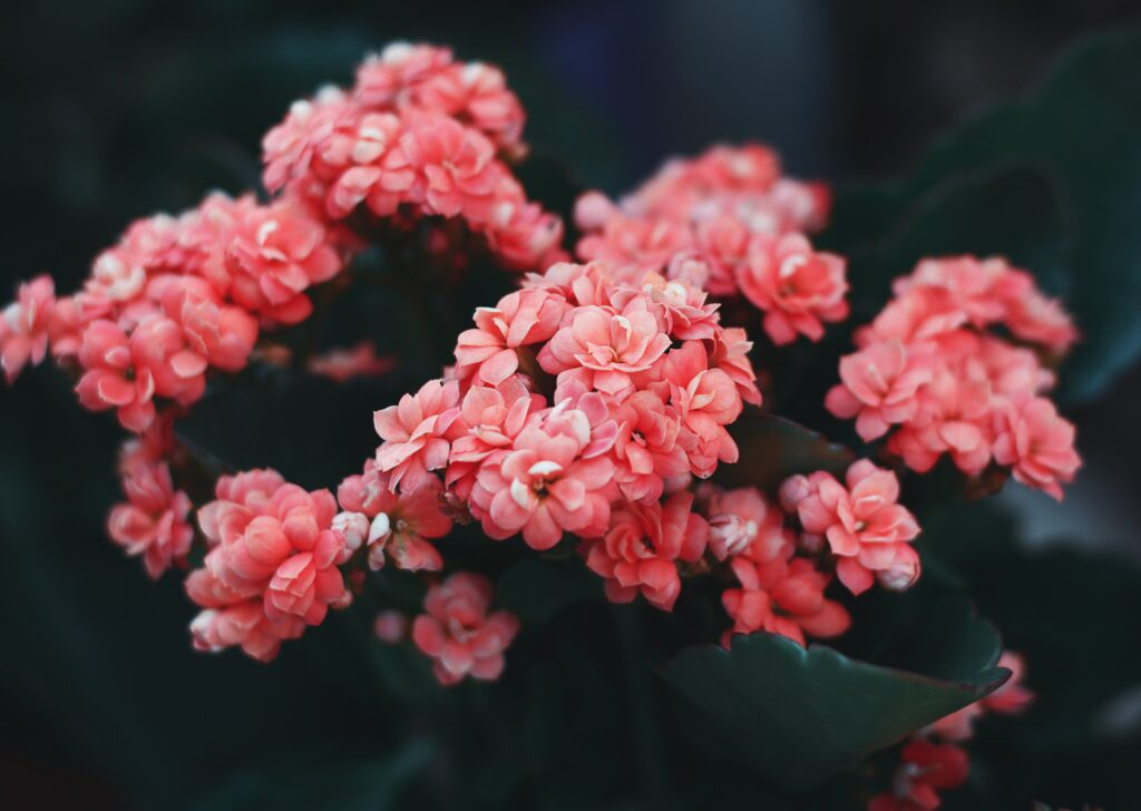 Vibrant Pink Flower Wallpaper: Nature's Beauty in Full Bloom