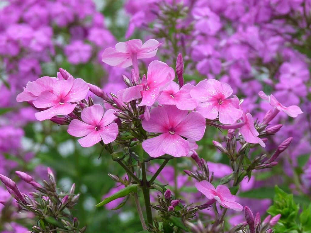 Vibrant Pink Flower Wallpaper on Lush Green Background