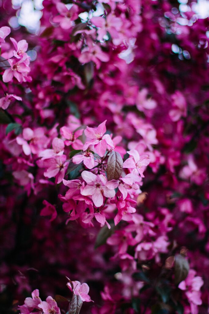 Vibrant Pink Flower Wallpaper: Springtime Blossoms Background
