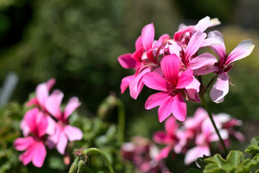 Vibrant Macro Pink Flowers Wallpaper - Delicate Petal Detail