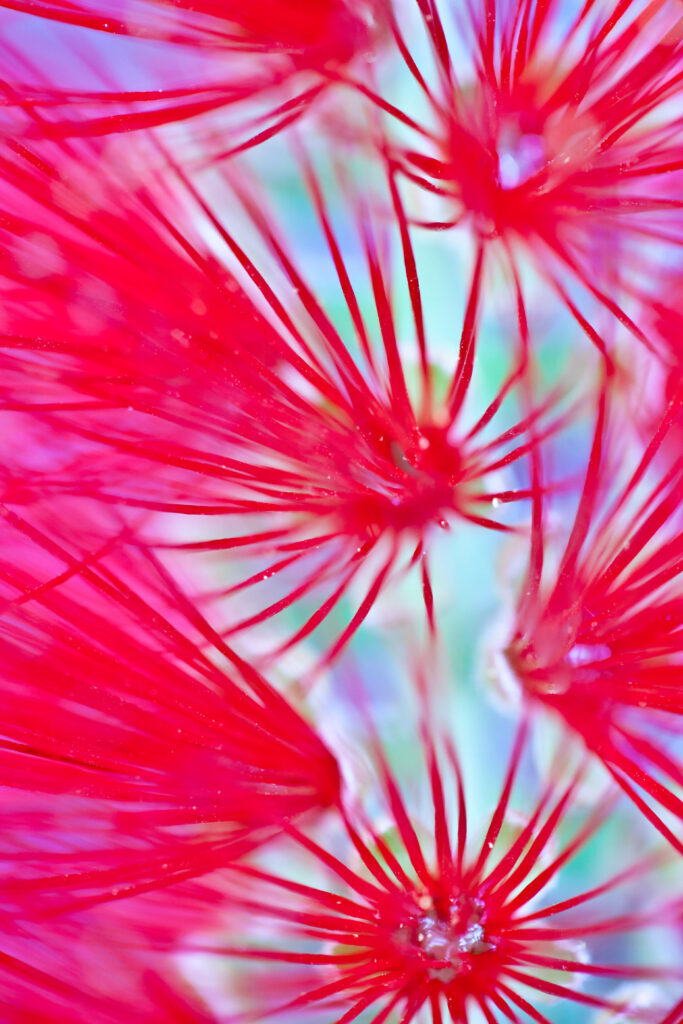 Vibrant Pink Flower Macro - Soft Blurred Background Wallpaper