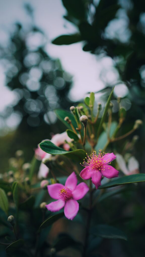 Vibrant Pink Flower Macro Wallpaper: Intricate Nature Background