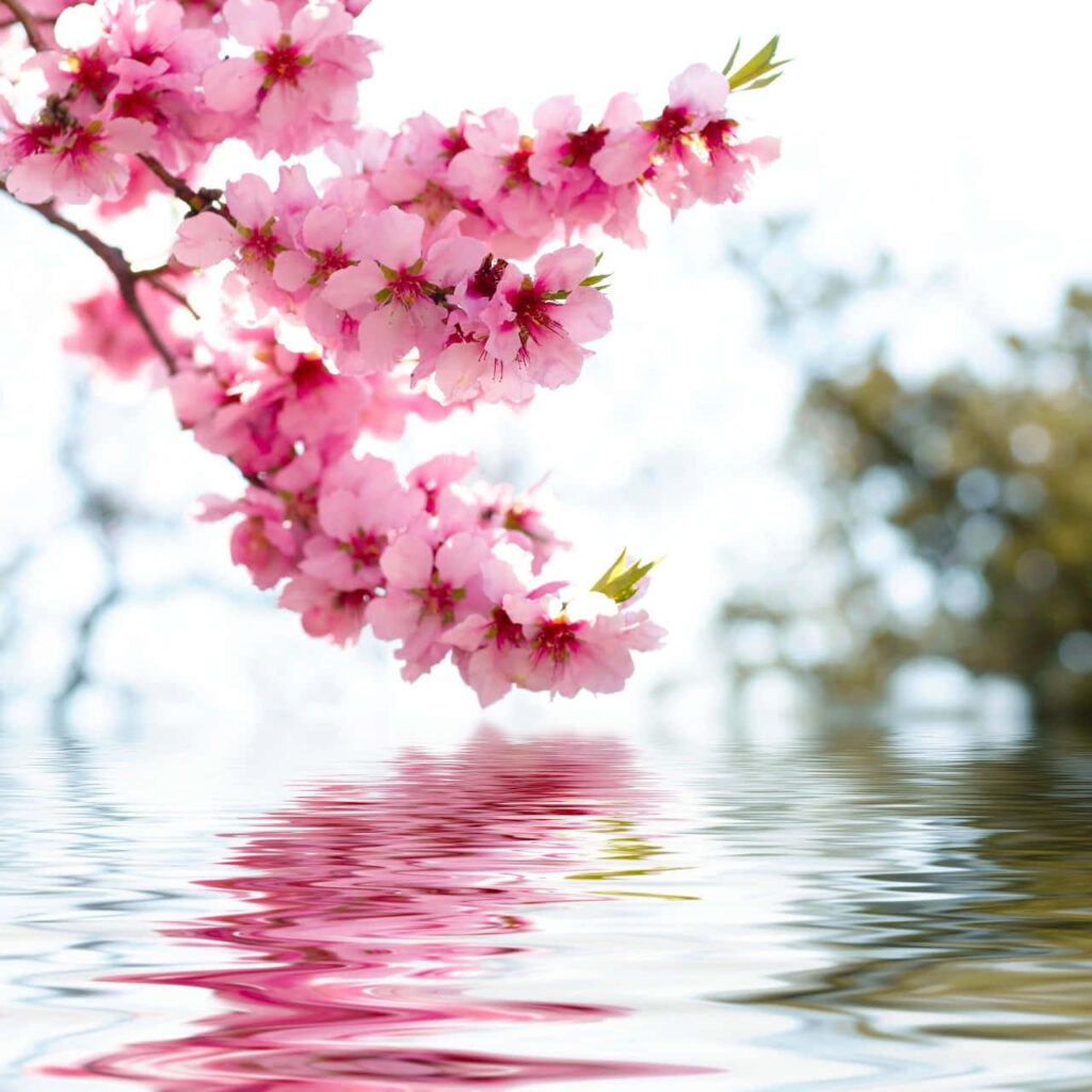 Serene Pink Flower Wallpaper Reflecting on Tranquil Water Surface