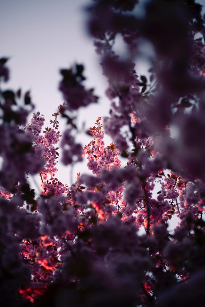 Vibrant Pink Flowering Tree Wallpaper for a Serene Spring Background