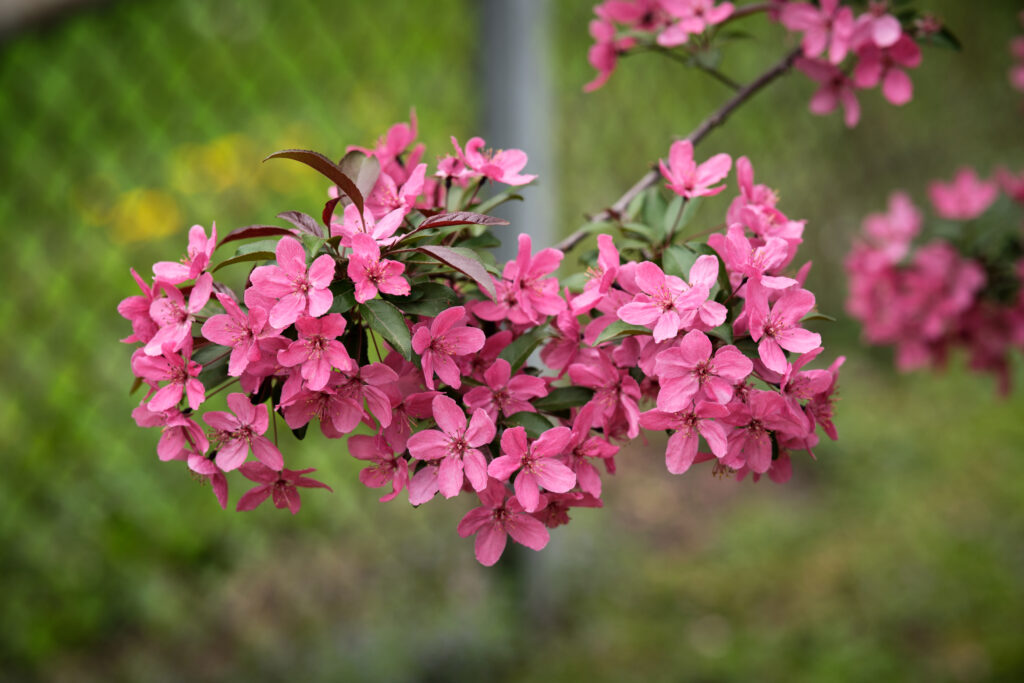 Vibrant Pink Apple Blossoms in Bloom Against a Soft Background Wallpaper