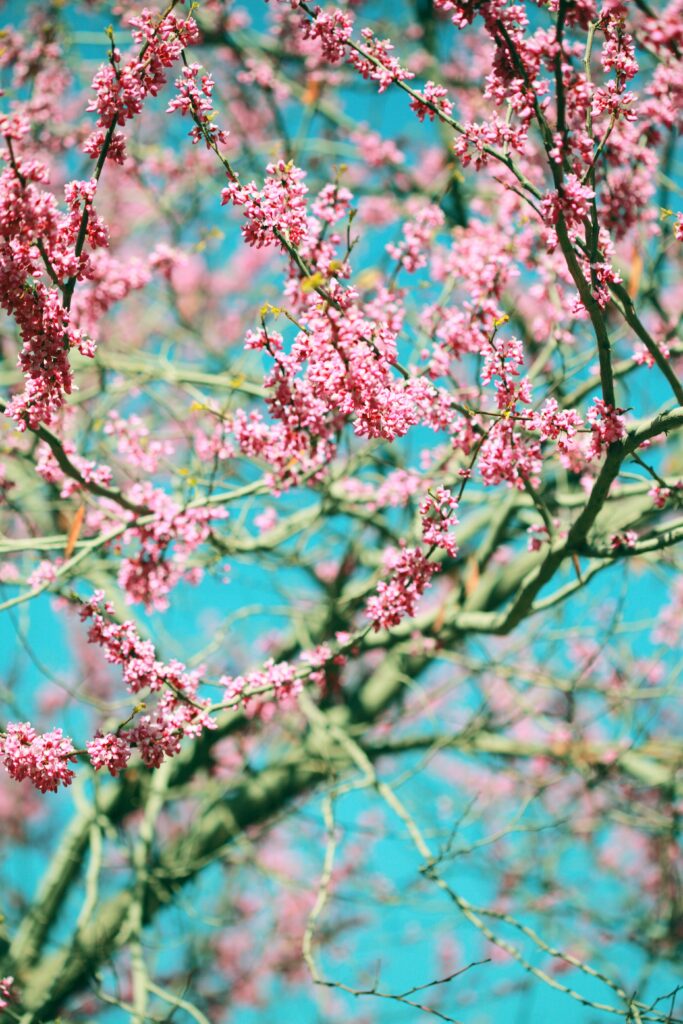 Vibrant Pink Flower Wallpaper: Spring Beauty Against a Blue Sky