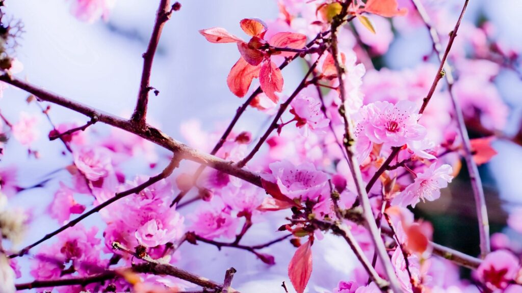 Vibrant Pink Flower Wallpaper: Spring’s Beauty on Delicate Branches