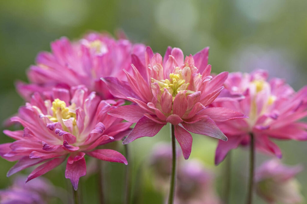 Vibrant Pink Flower Wallpaper: Spring Elegance with Soft Background