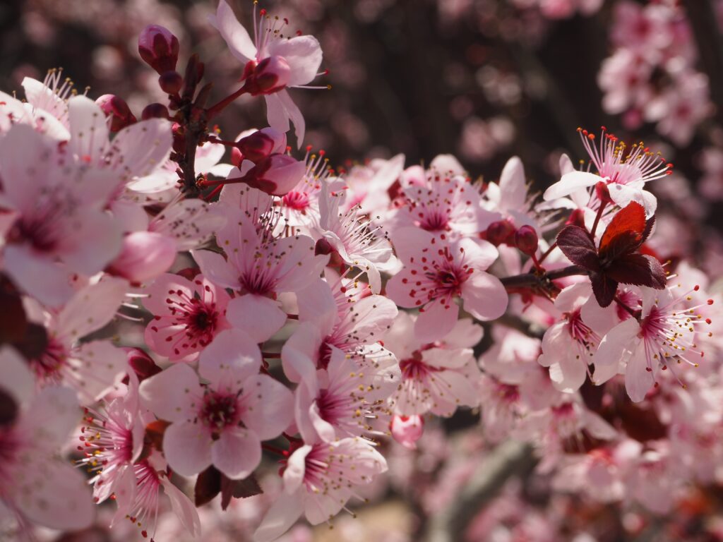 Vibrant Pink Flower Wallpaper - Fresh Spring Bloom Background
