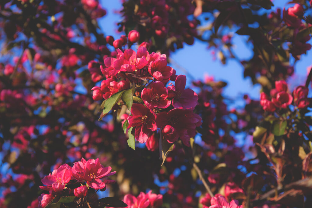 Vibrant Pink Flower Wallpaper: Spring Beauty Against Blue Sky