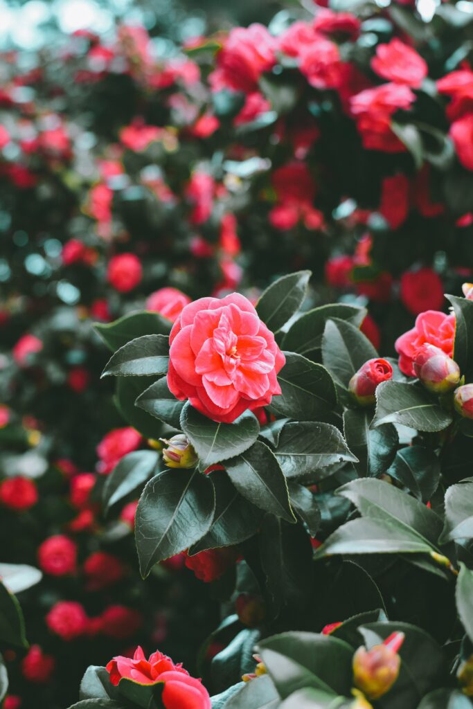 Vibrant Pink Flowers in Bloom on Lush Green Bush - Spring Beauty Wallpaper