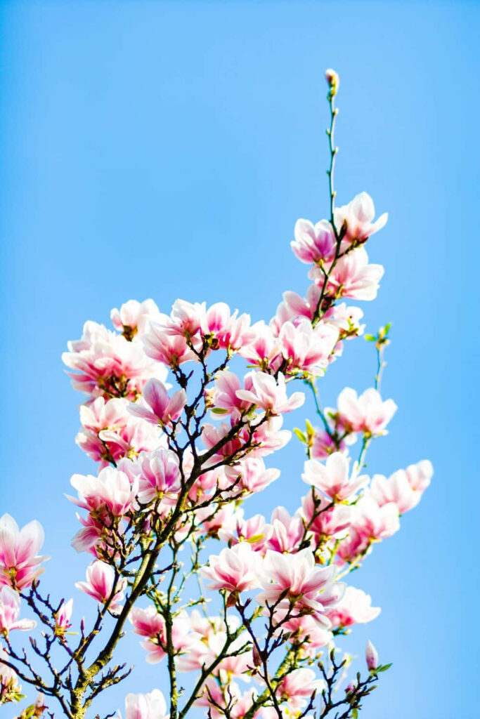 Vibrant Pink Flowers Against Clear Blue Sky in Spring Garden Wallpaper