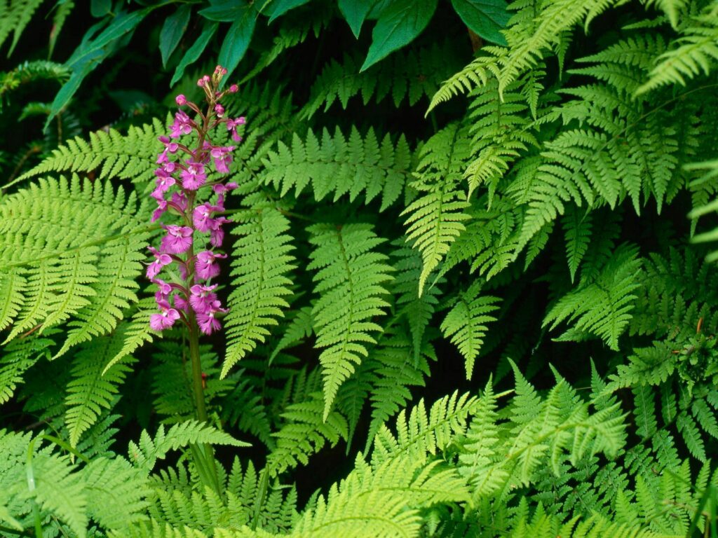 Vibrant Pink Flower Wallpaper: Serene Green Fern Background