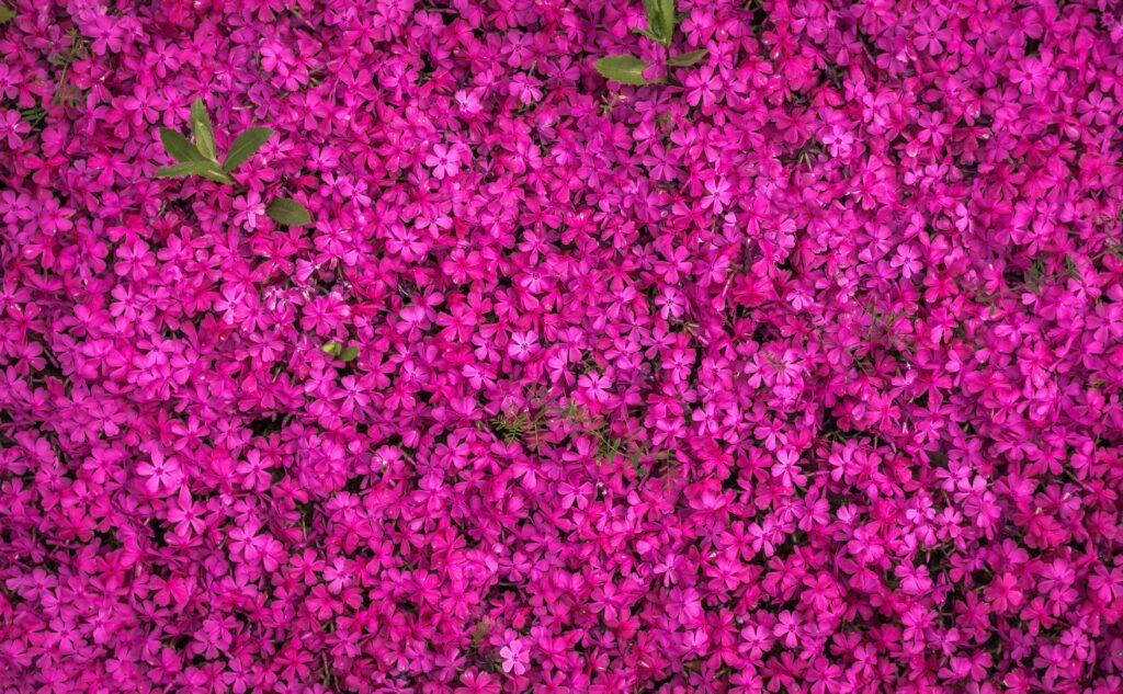 Vibrant Pink Flower Wallpaper: Stunning Floral Background Design