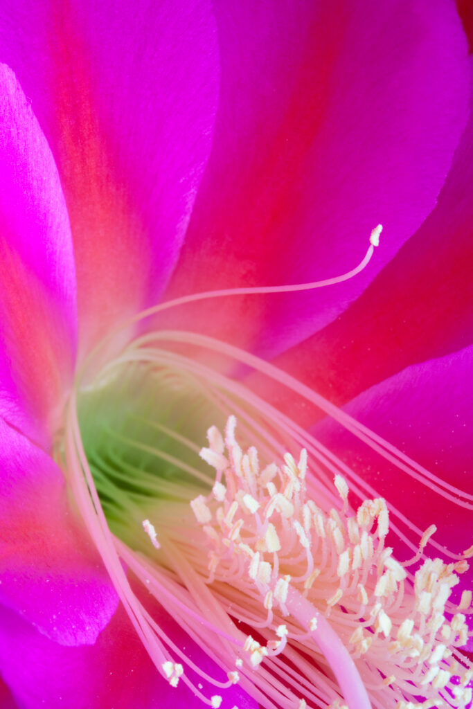 Vibrant Pink Flower Macro Wallpaper: Delicate Petals & Textures
