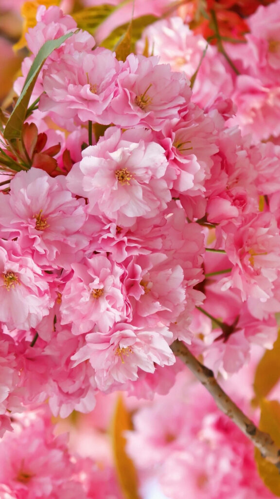 Stunning Pink Flower Blooms Wallpaper - Springtime Beauty Background