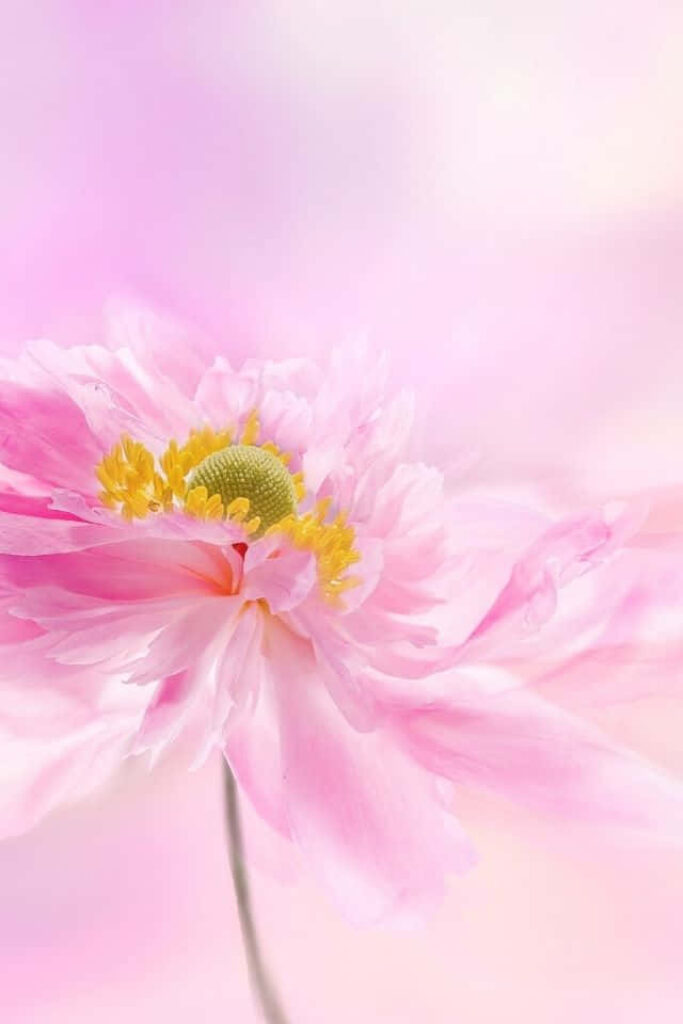Vibrant Pink Flower Wallpaper for a Fresh iPhone Background