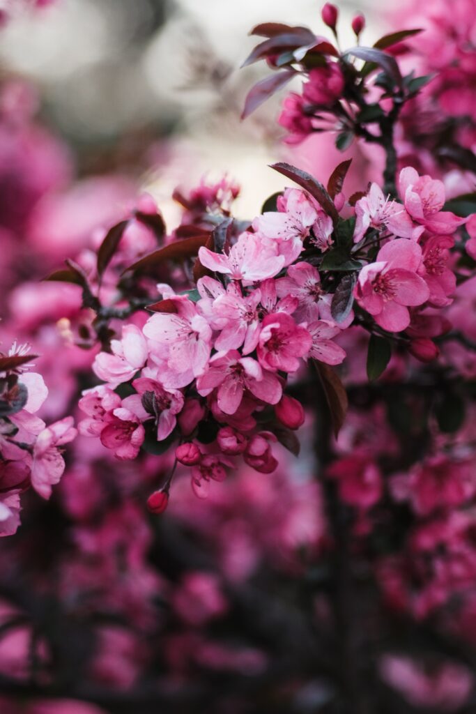 Vibrant Pink Flowers Wallpaper - Nature's Beauty in 4000x6000