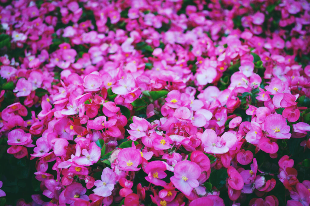 Vibrant Pink Flower Meadow Wallpaper - Lively Colorful Background