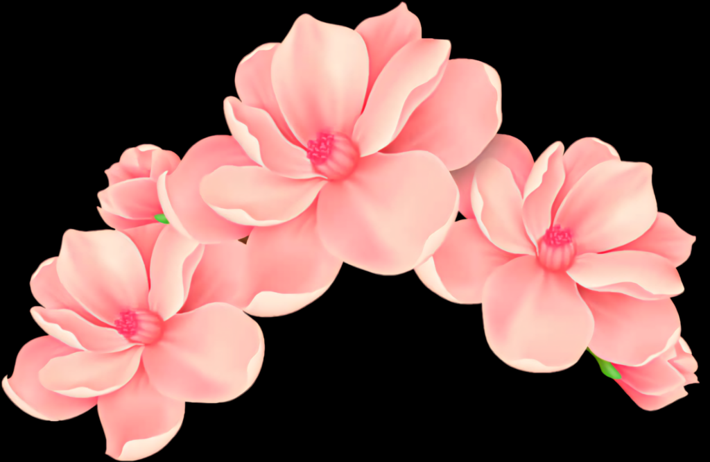Vibrant Pink Floral Wallpaper on Bold Black Background