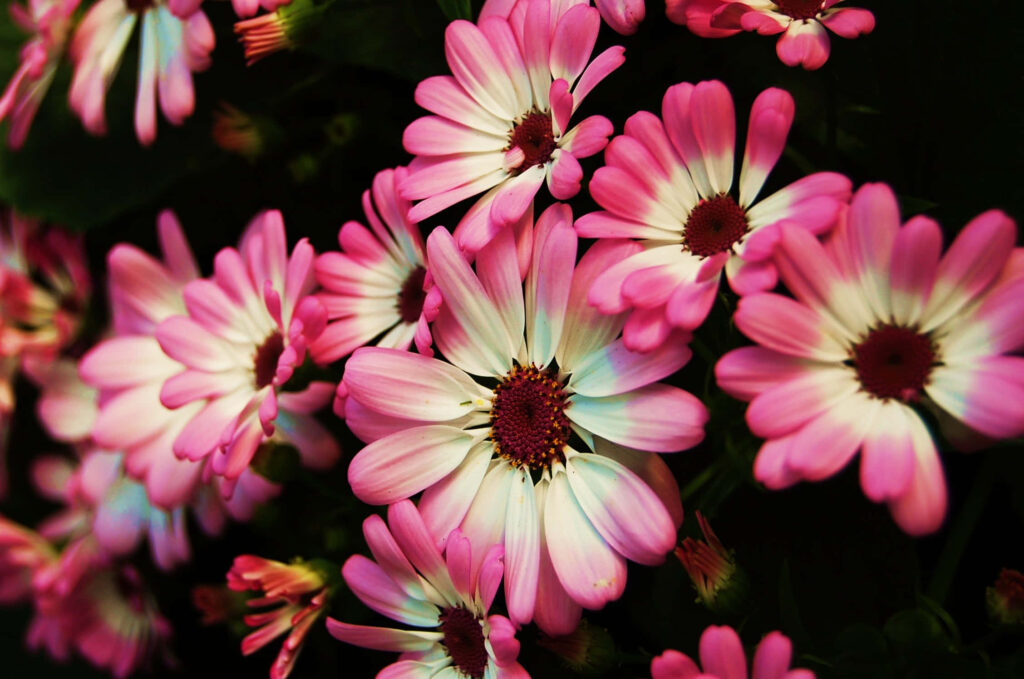 Vibrant Pink Flower Wallpaper on Dark Background - Delicate & Colorful