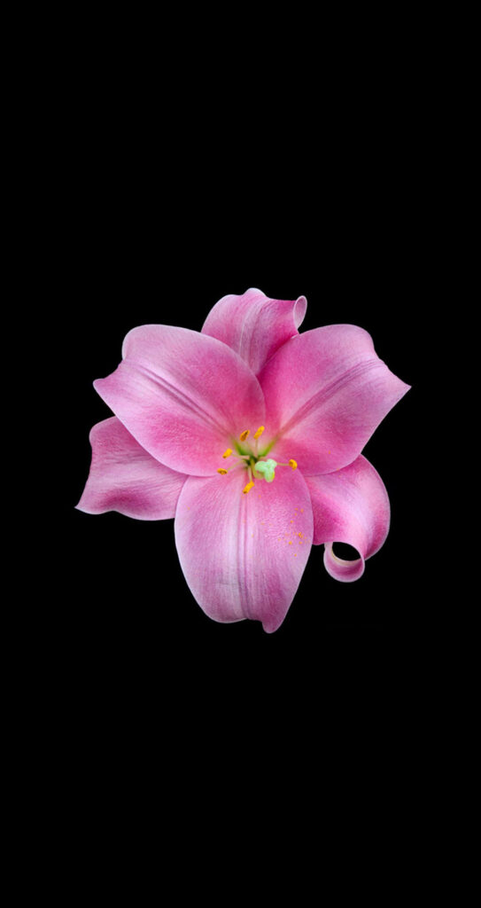 Vibrant Pink Flower Wallpaper - Delicate Petals on Black Background
