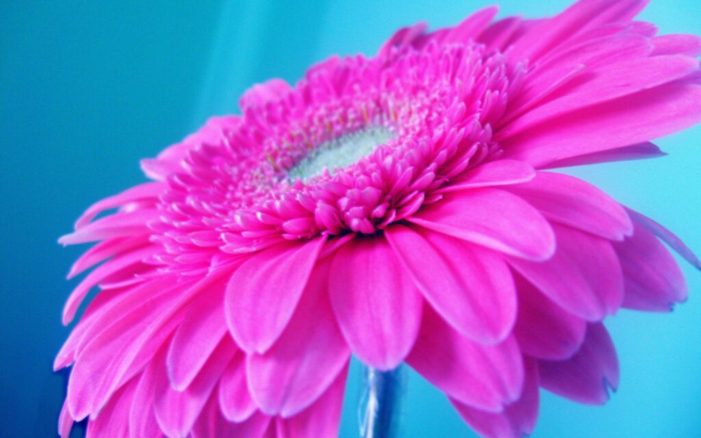 Vibrant Pink Flower Wallpaper on Serene Blue Background