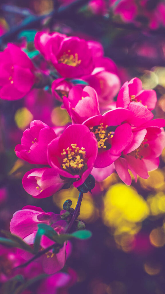 Vibrant Pink Flower Wallpaper with Softly Blurred Background