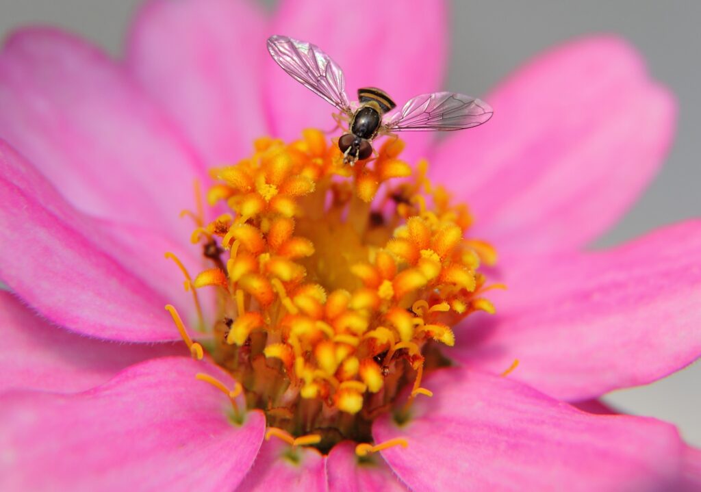 Vibrant Pink Flower Wallpaper with Bee on Yellow Center Background
