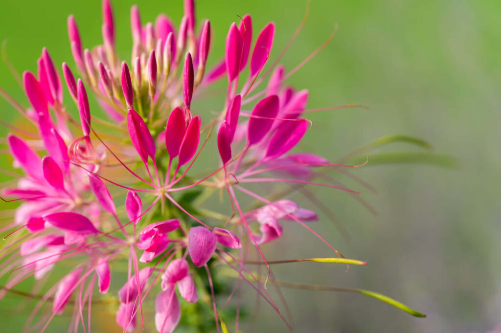 Vibrant Pink Flower Wallpaper with Soft Green Background