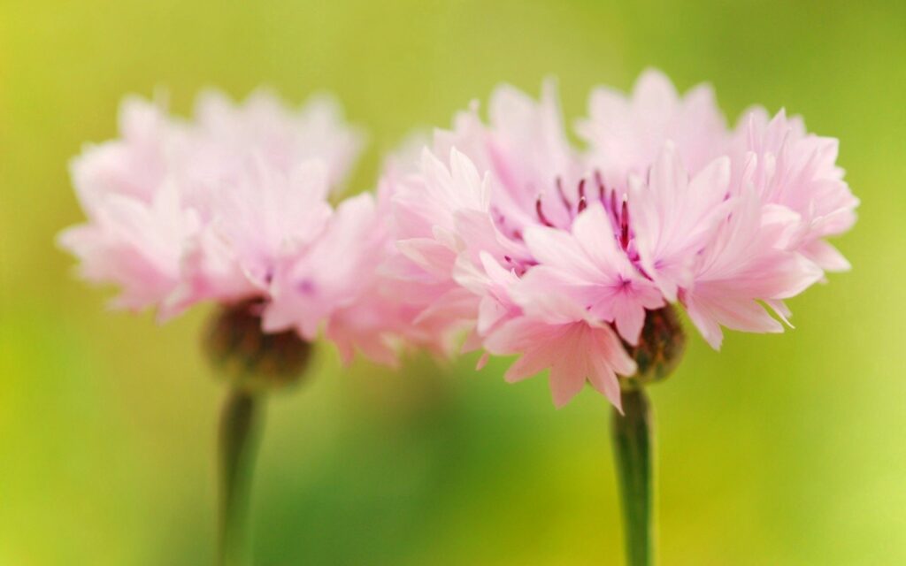 Vibrant Pink Flowers Wallpaper: Soft Blooms on Bright Green Background