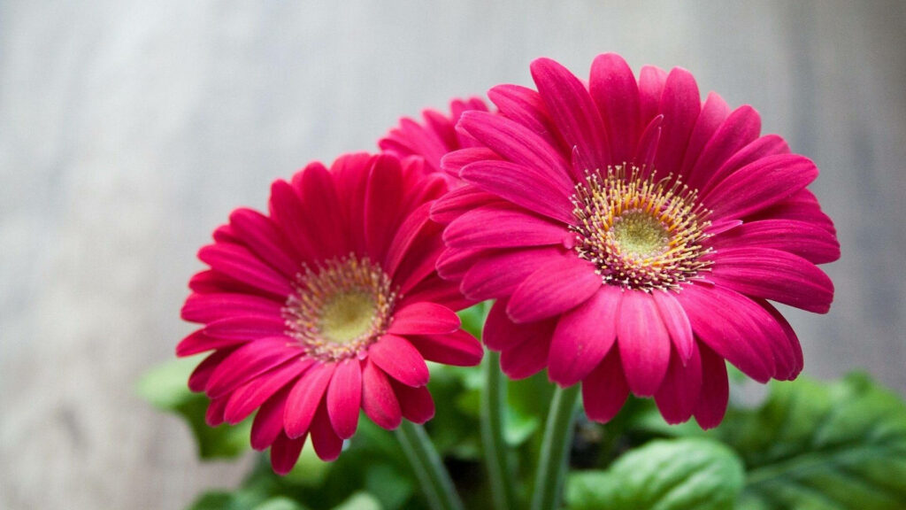 Vibrant Pink Flowers Wallpaper with Soft Background | Nature Beauty