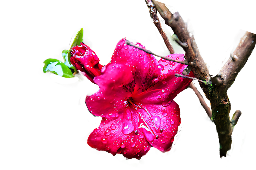 Vibrant Pink Flower Wallpaper with Dew Drops - High-Resolution PNG